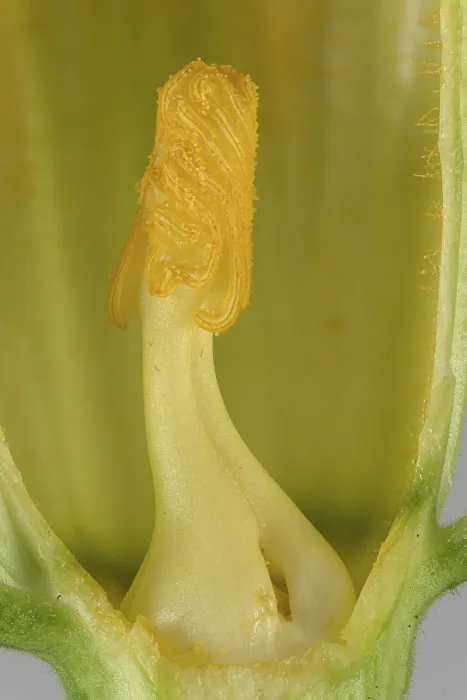 Gerahmter Druck : Zucchini (Cucurbita pepo subsp) Gerahmter Druck : Zucchini (Cucurbita pepo subsp)