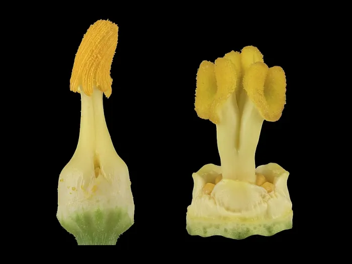 Gerahmter Druck : Zucchini (Cucurbita pepo subsp) Gerahmter Druck : Zucchini (Cucurbita pepo subsp)