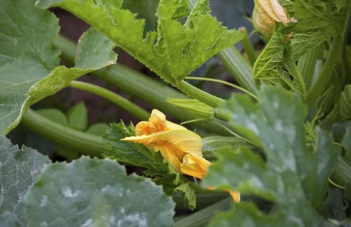 Gerahmter Druck : Zucchini (Cucurbita pepo subsp) Gerahmter Druck : Zucchini (Cucurbita pepo subsp)