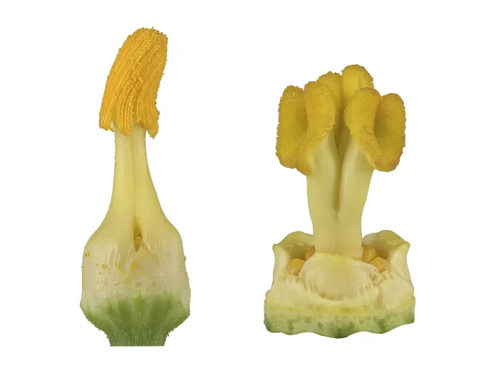Gerahmter Druck : Zucchini (Cucurbita pepo subsp) Gerahmter Druck : Zucchini (Cucurbita pepo subsp)