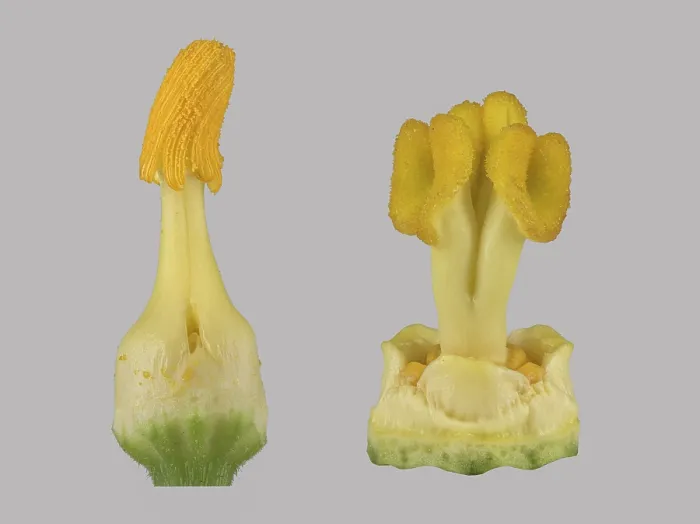 Gerahmter Druck : Zucchini (Cucurbita pepo subsp. pepo convar. giromontiina), Pollenblätter und Pistill, Amerika, Deutschland Gerahmter Druck : Zucchini (Cucurbita pepo subsp. pepo convar. giromontiina), Pollenblätter und Pistill, Amerika, Deutschland