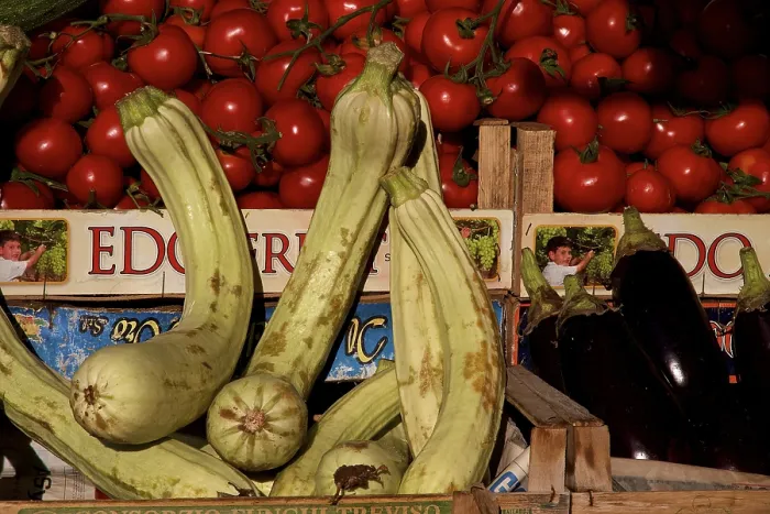 Gerahmter Druck : Zucchini (Cucurbita pepo subsp) Gerahmter Druck : Zucchini (Cucurbita pepo subsp)