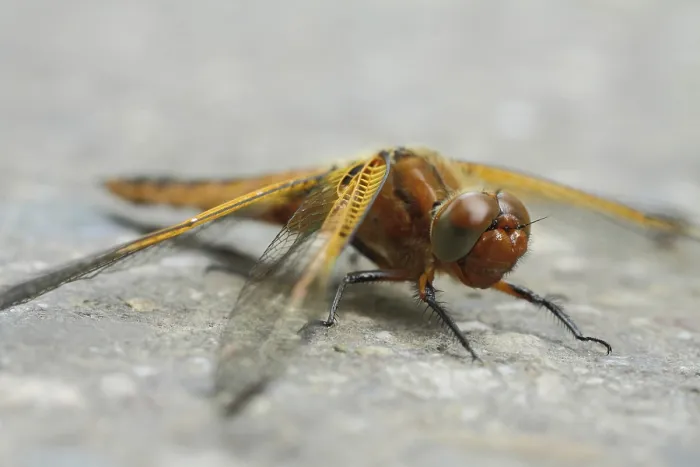 Gerahmter Druck : Zweifleck (Epitheca bimaculata) Gerahmter Druck : Zweifleck (Epitheca bimaculata)