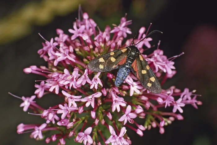 Gerahmter Druck : Zygaena ephialtes, variable ram Gerahmter Druck : Zygaena ephialtes, variable ram