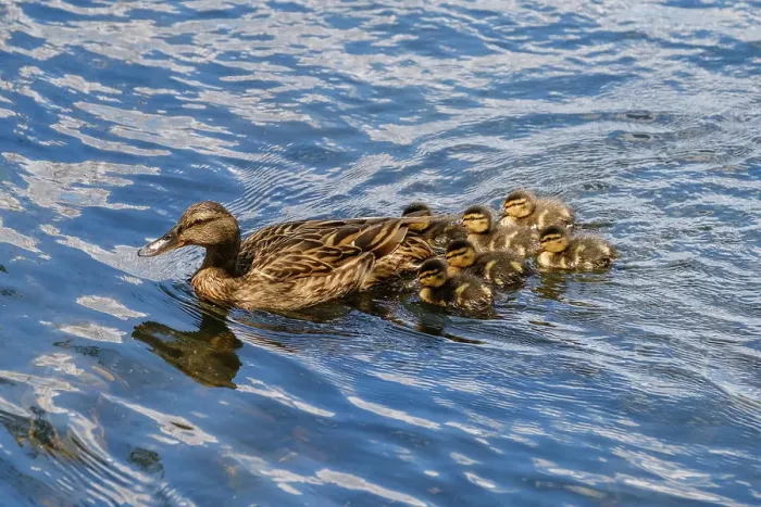 Gerahmter Druck : Entenmutter-Print, Vögel auf einem See Gerahmter Druck : Entenmutter-Print, Vögel auf einem See