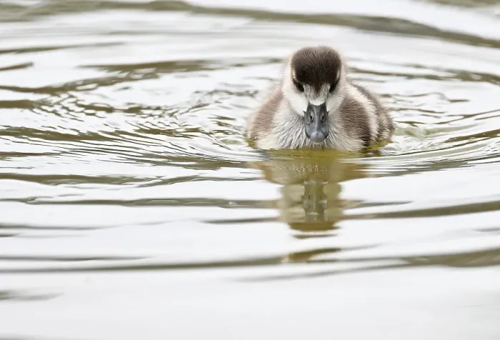 Gerahmter Druck : Nilgans-Nachwuchs-Print Stuttgart Gerahmter Druck : Nilgans-Nachwuchs-Print Stuttgart