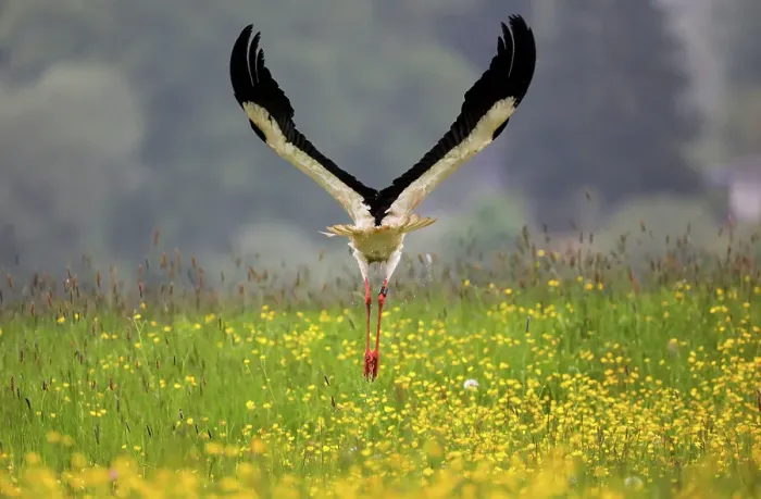 Gerahmter Druck : Storch-Print mit Vogel in der Luft Gerahmter Druck : Storch-Print mit Vogel in der Luft