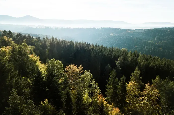 Gerahmter Druck : Schwarzwald Forest Print Gerahmter Druck : Schwarzwald Forest Print