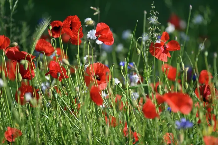 Gerahmter Druck : Blühender Mohn - Farbdruck Gerahmter Druck : Blühender Mohn - Farbdruck