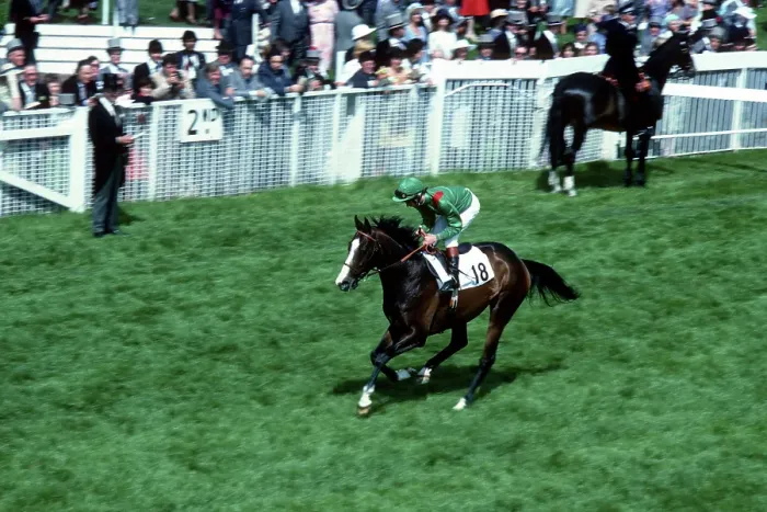 Gerahmter Druck : Shergar Epsom Derby Gerahmter Druck : Shergar Epsom Derby