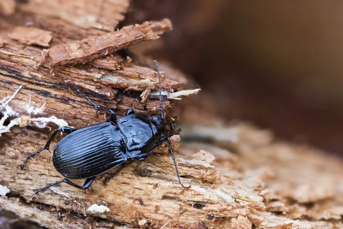 Gerahmter Druck : Abax parallelepipedus