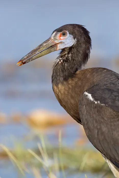 Gerahmter Druck : Abdim-Storch Gerahmter Druck : Abdim-Storch