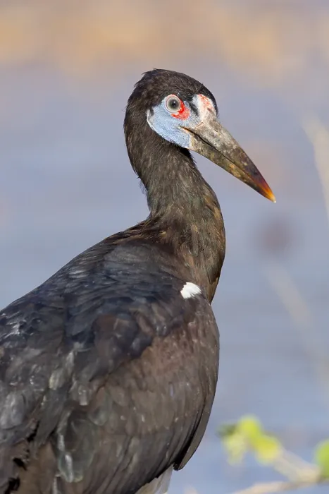Gerahmter Druck : Abdim-Storch
