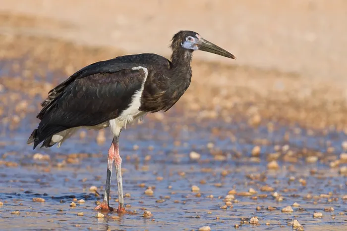 Gerahmter Druck : Abdim-Storch Gerahmter Druck : Abdim-Storch
