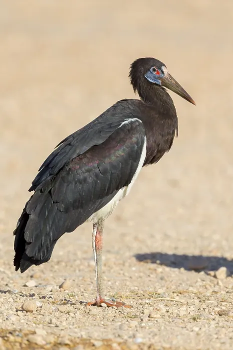 Gerahmter Druck : Abdim-Storch Gerahmter Druck : Abdim-Storch