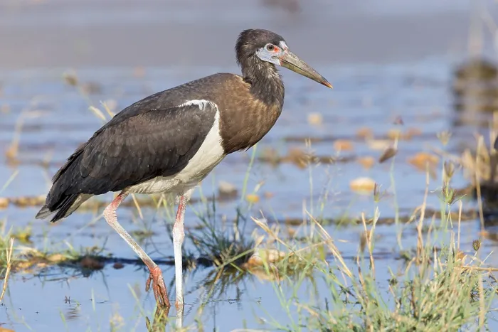 Gerahmter Druck : Abdim-Storch Gerahmter Druck : Abdim-Storch