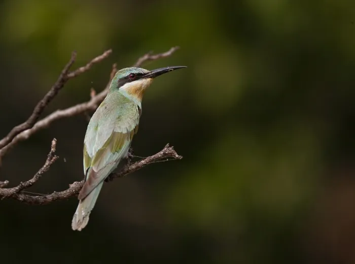 Gerahmter Druck : Afrikanischer Blauwangenschnäpper, Merops persicus chrysocercus. Gerahmter Druck : Afrikanischer Blauwangenschnäpper, Merops persicus chrysocercus.