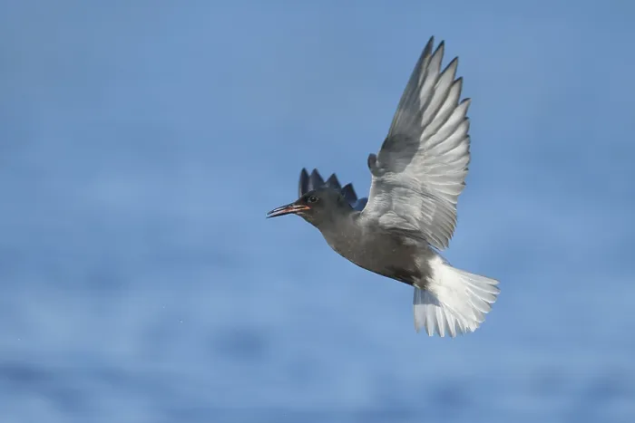 Gerahmter Druck : AGAMI - Black Tern - Brian E Small - 164997 Gerahmter Druck : AGAMI - Black Tern - Brian E Small - 164997