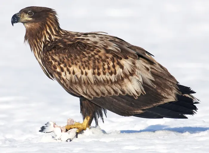Gerahmter Druck : AGAMI - Seeadler, Weißschwanzadler