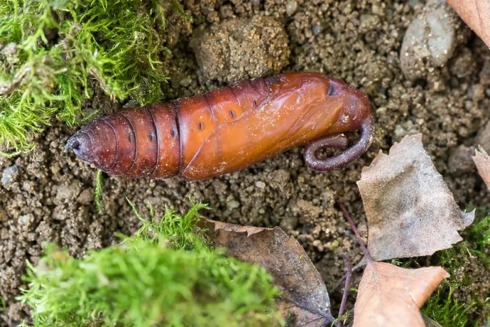 Gerahmter Druck : Agrius convolvuli - Convolvulus-Schwärmer Gerahmter Druck : Agrius convolvuli - Convolvulus-Schwärmer