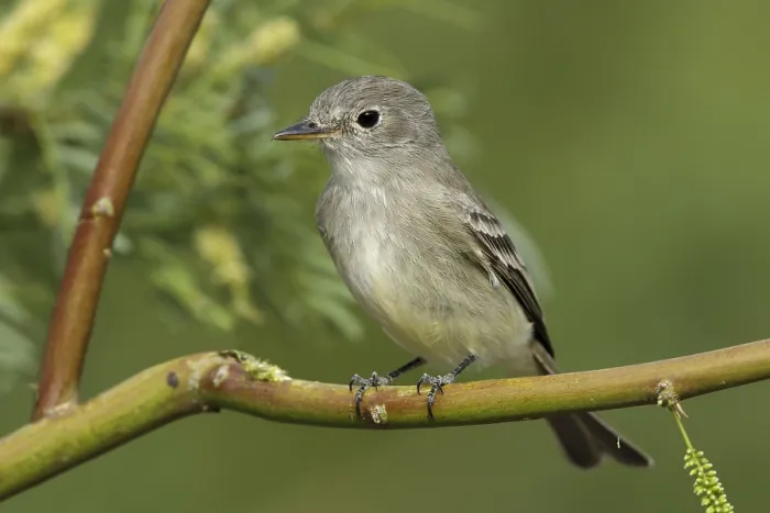 Gerahmter Druck : Amerikanischer Grauschnäpper, Empidonax wrightii Gerahmter Druck : Amerikanischer Grauschnäpper, Empidonax wrightii