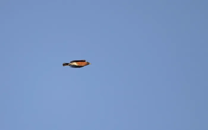 Gerahmter Druck : Amerikanischer Drosselrohrsänger, Turdus migratorius Gerahmter Druck : Amerikanischer Drosselrohrsänger, Turdus migratorius