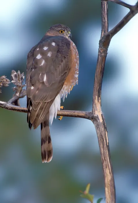Gerahmter Druck : Amerikanische Sperber, Schilfaccipiter, Accipiter striatus Gerahmter Druck : Amerikanische Sperber, Schilfaccipiter, Accipiter striatus