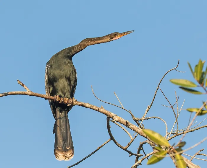 Gerahmter Druck : Anhinga, Anhinga anhinga Gerahmter Druck : Anhinga, Anhinga anhinga
