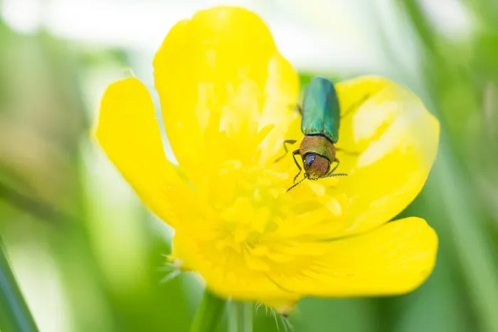 Gerahmter Druck : Anthaxia nitidula Gerahmter Druck : Anthaxia nitidula