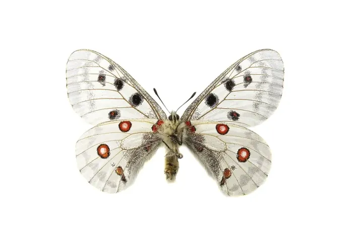 Gerahmter Druck : Apollo; Parnassius apollo Gerahmter Druck : Apollo; Parnassius apollo