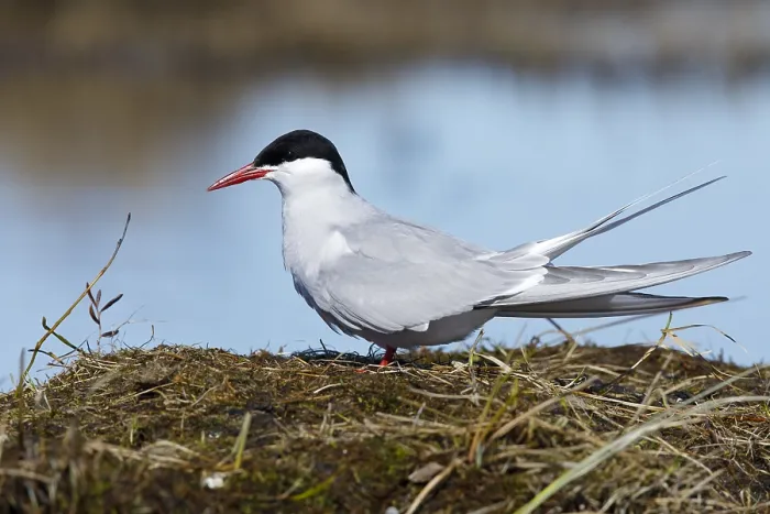 Gerahmter Druck : Arktischer Schwalbenstern, Sterna paradisaea Gerahmter Druck : Arktischer Schwalbenstern, Sterna paradisaea