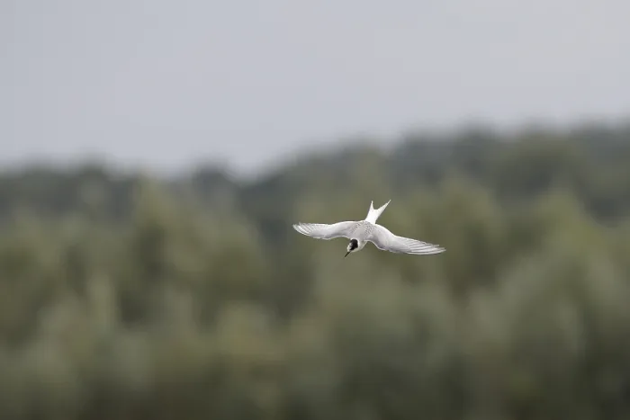 Gerahmter Druck : Arktische Sturmmöwe, Sterna paradisaea Gerahmter Druck : Arktische Sturmmöwe, Sterna paradisaea