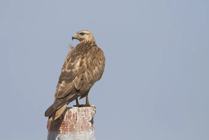 Gerahmter Druck : Arendbuizerd, Langschwanzbussard, Buteo rufinus rufinus Gerahmter Druck : Arendbuizerd, Langschwanzbussard, Buteo rufinus rufinus
