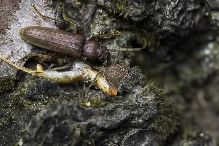 Gerahmter Druck : Arhopalus rusticus