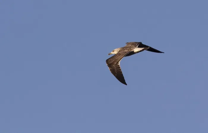 Gerahmter Druck : Baltischer Schatzmeister, Larus fuscus Gerahmter Druck : Baltischer Schatzmeister, Larus fuscus