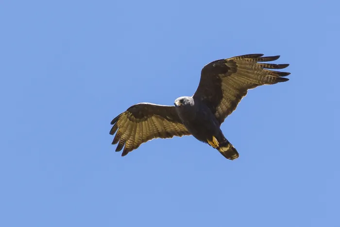 Gerahmter Druck : Bandstaartbuizerd, Zone-tailed-Haubenweihe, Buteo albonotatus