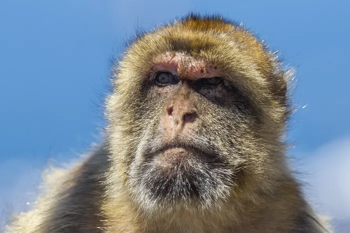 Gerahmter Druck : Barbary-Makake, Berberaffe, Macaca sylvanus Gerahmter Druck : Barbary-Makake, Berberaffe, Macaca sylvanus