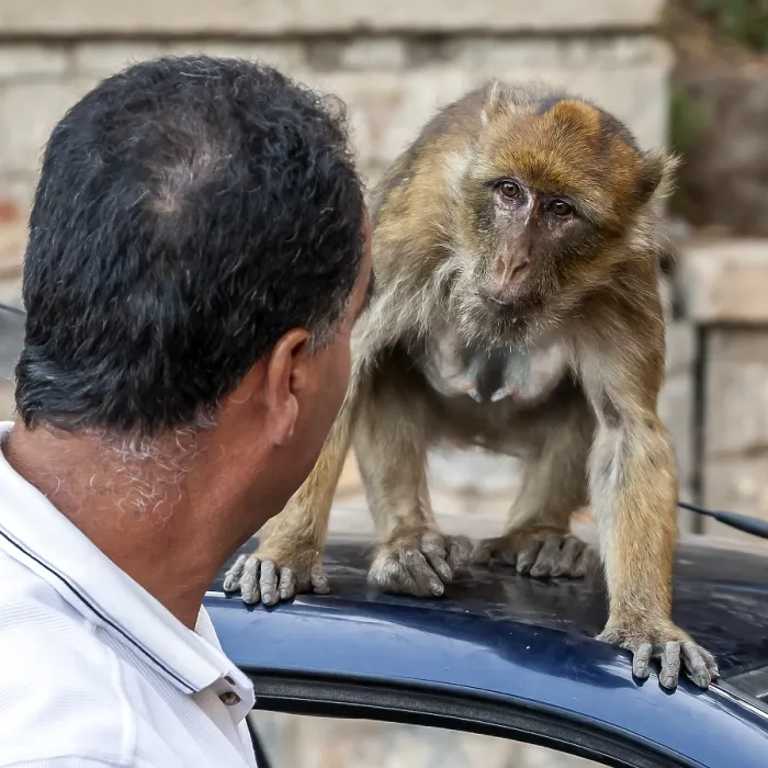 Gerahmter Druck : Barbary-Afrikanischer Affe, Macaca sylvanus Gerahmter Druck : Barbary-Afrikanischer Affe, Macaca sylvanus