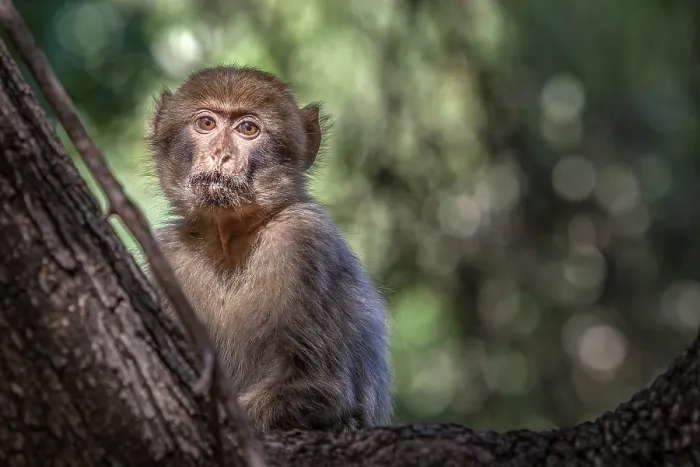 Gerahmter Druck : Barbary-Afrika-Makaken, Macaca sylvanus Gerahmter Druck : Barbary-Afrika-Makaken, Macaca sylvanus