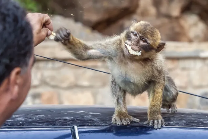 Gerahmter Druck : Barbary-Afrikanischer Affe, Macaca sylvanus Gerahmter Druck : Barbary-Afrikanischer Affe, Macaca sylvanus