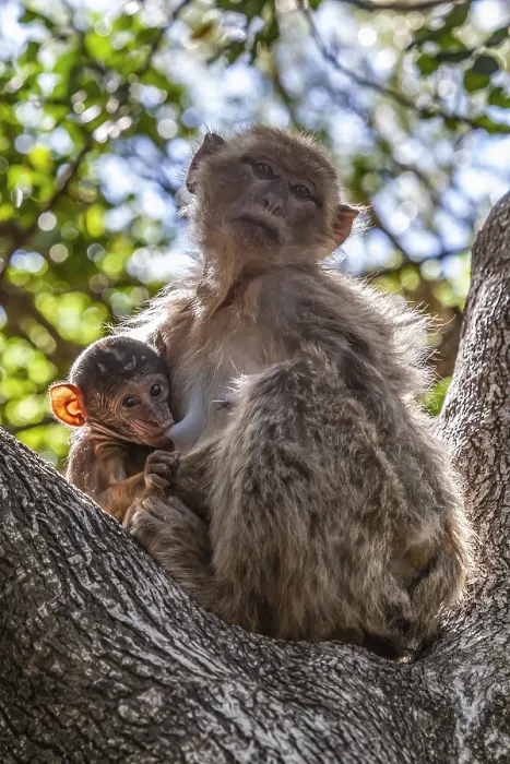 Gerahmter Druck : Barbary-Affenmakak, Macaca sylvanus Gerahmter Druck : Barbary-Affenmakak, Macaca sylvanus