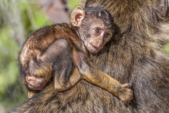 Gerahmter Druck : Barbary-Afrikanischer Affe, Macaca sylvanus Gerahmter Druck : Barbary-Afrikanischer Affe, Macaca sylvanus