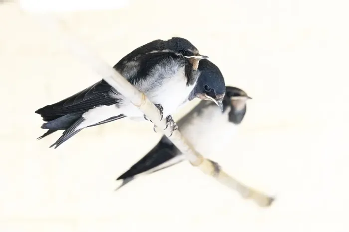Gerahmter Druck : Schwalbenwürger, Hirundo rustica Gerahmter Druck : Schwalbenwürger, Hirundo rustica