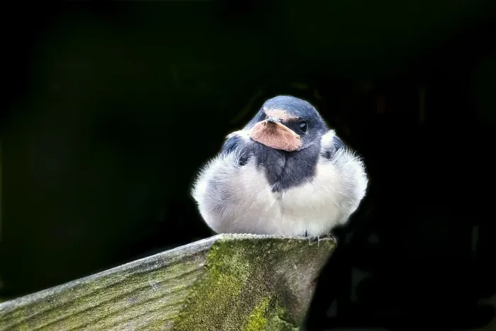 Gerahmter Druck : Schwalbenwürger; Hirundo rustica Gerahmter Druck : Schwalbenwürger; Hirundo rustica