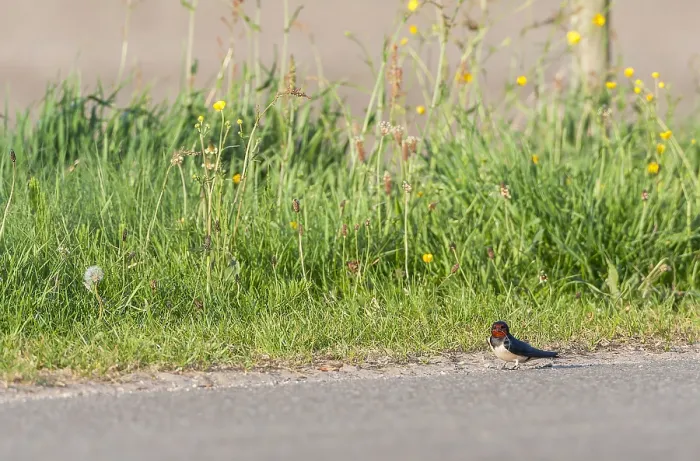 Gerahmter Druck : Schwalbenwürger, Hirundo rustica Gerahmter Druck : Schwalbenwürger, Hirundo rustica