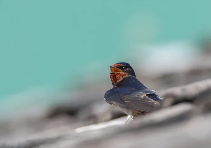 Gerahmter Druck : Schwalbenwürger, Hirundo rustica Gerahmter Druck : Schwalbenwürger, Hirundo rustica