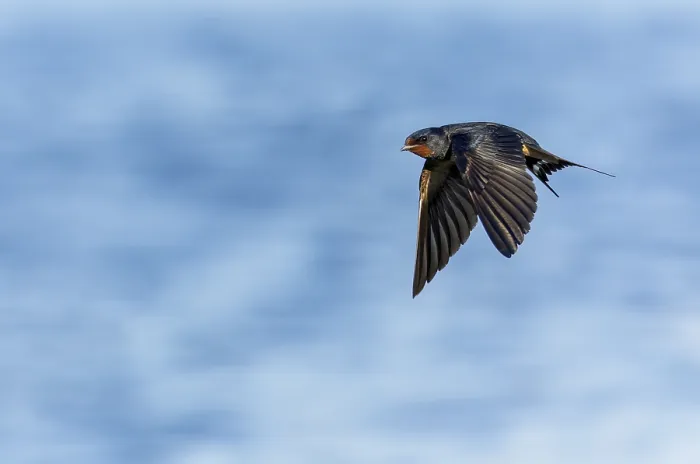 Gerahmter Druck : Schwalbenwürger, Hirundo rustica Gerahmter Druck : Schwalbenwürger, Hirundo rustica