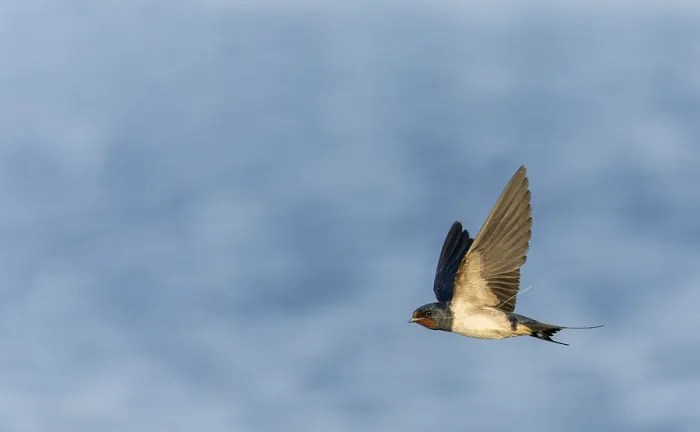 Gerahmter Druck : Schwalbenwürger, Hirundo rustica Gerahmter Druck : Schwalbenwürger, Hirundo rustica
