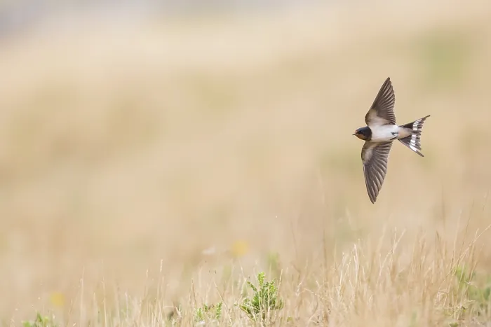 Gerahmter Druck : Schwalbenwürger, Hirundo rustica Gerahmter Druck : Schwalbenwürger, Hirundo rustica