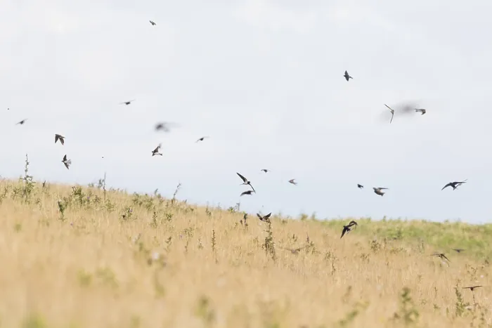 Gerahmter Druck : Schwalbenwürger, Hirundo rustica Gerahmter Druck : Schwalbenwürger, Hirundo rustica